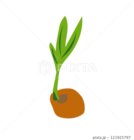 coconut fruit icon vector 121925797
