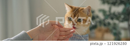 pet care concept with british cat relax and eat food in living room pet care concept with british cat relax and eat food in living room 121926280