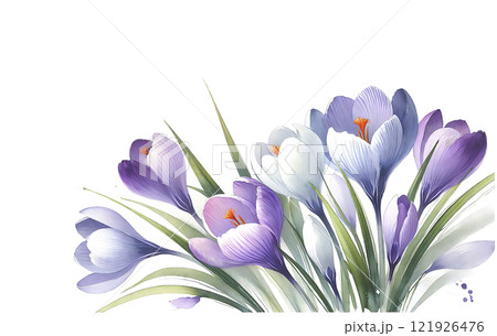 紫のクロッカスイラスト 121926476