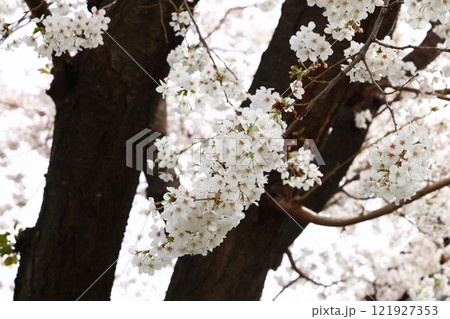 桜の花が咲いた 121927353