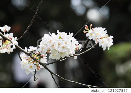 桜の花が咲いた 桜の花が咲いた 121927355