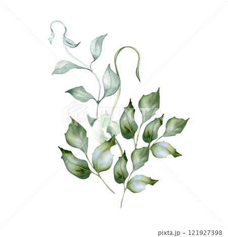 Greenery bouquet of holly branches delicate watercolor illustration isolated. Foliage of curly vine and twigs hand drawn in sage green. Bunch leaves for nature design, wedding stationary, wall art. 121927398