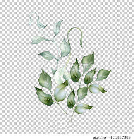 Greenery bouquet of holly branches delicate watercolor illustration isolated. Foliage of curly vine and twigs hand drawn in sage green. Bunch leaves for nature design, wedding stationary, wall art. 121927398
