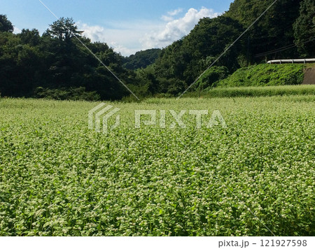 夏の常陸秋そば畑 121927598