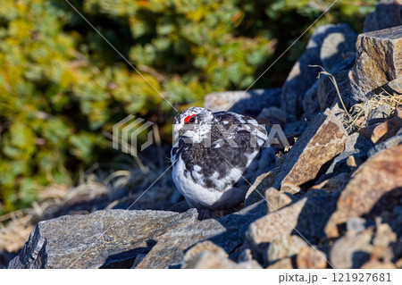 北アルプス・鹿島槍ヶ岳稜線のライチョウ 121927681