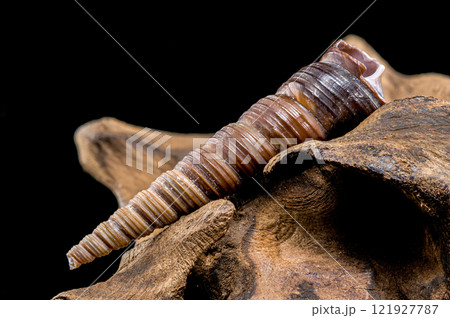 Turritella shell on driftwood macro black background Turritella shell on driftwood macro black background 121927787