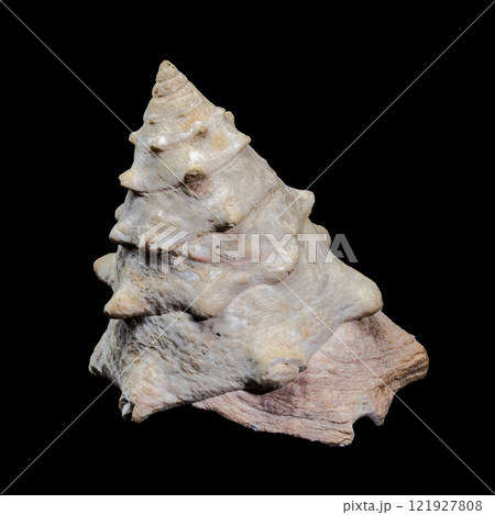 Tectus dentatus or toothed top shell on black background 121927808