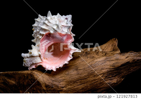 Red-mouthed Murex seashell on on driftwood Red-mouthed Murex seashell on on driftwood 121927813