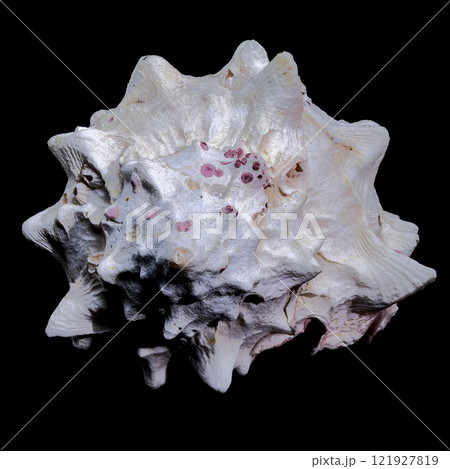 Red-mouthed Murex seashell on a black background Red-mouthed Murex seashell on a black background 121927819