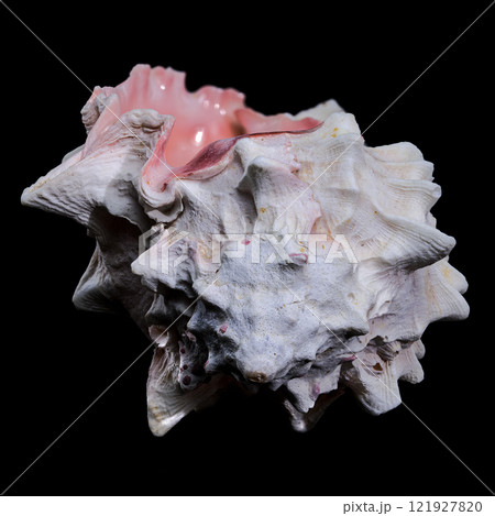 Red-mouthed Murex seashell on a black background Red-mouthed Murex seashell on a black background 121927820