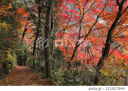 紅葉・武田尾 紅葉・武田尾 121927844