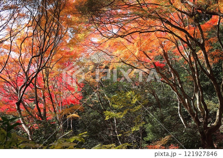 紅葉・武田尾 紅葉・武田尾 121927846