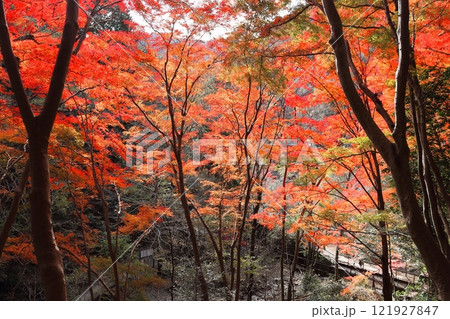 紅葉・武田尾 紅葉・武田尾 121927847