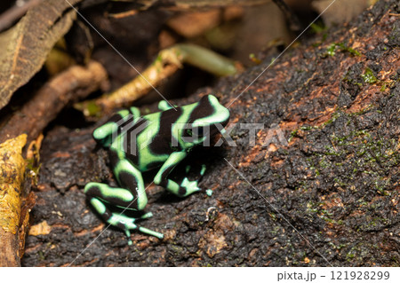Green-and-black poison dart frog (Dendrobates auratus), Arenal, Costa Rica 121928299