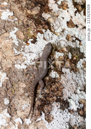 Hemidactylus, genus of the common nocturnal gecko. Refugio de Vida Silvestre Cano Negro, Costa Rica Wildlife Hemidactylus, genus of the common nocturnal gecko. Refugio de Vida Silvestre Cano Negro, Costa Rica Wildlife 121928309