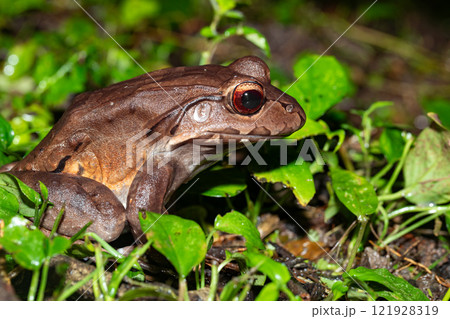 Savages thin-toed frog - Leptodactylus savagei, Refugio de Vida Silvestre Cano Negro, Costa Rica Wildlife 121928319