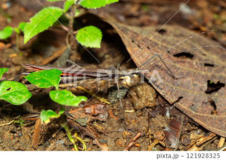 Pseudophasma, Pseudophasmatidae is a family of stick insect. Volcano Arenal, La Fortuna Costa Rica wildlife. Pseudophasma, Pseudophasmatidae is a family of stick insect. Volcano Arenal, La Fortuna Costa Rica wildlife. 121928325