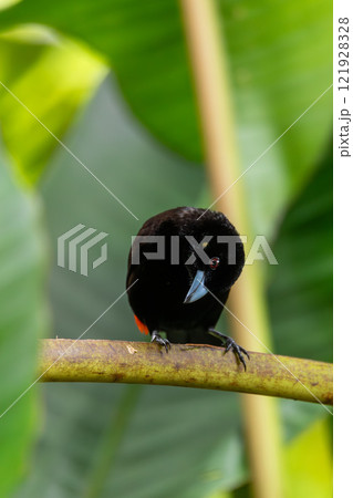 Scarlet-rumped tanager tanager - Ramphocelus passerinii Scarlet-rumped tanager tanager - Ramphocelus passerinii 121928328