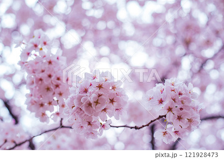 桜 桜 121928473