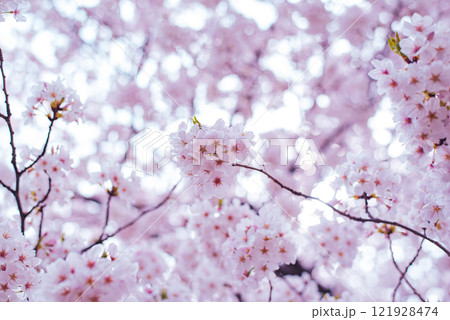 桜 121928474