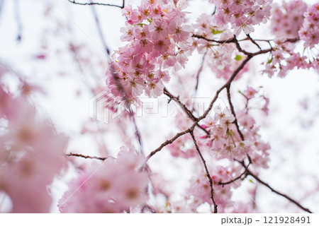 桜 121928491