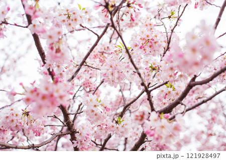 桜 桜 121928497
