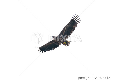 White-tailed eagle flight isolated on white background 121928512