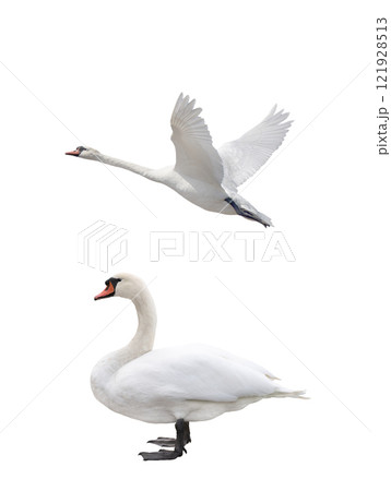 swan in flight isolated on white background swan in flight isolated on white background 121928513