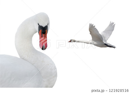 swan in flight isolated on white background swan in flight isolated on white background 121928516