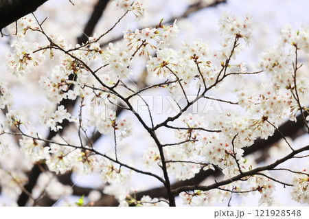 春の訪れを告げる満開の桜(壁紙素材) 121928548