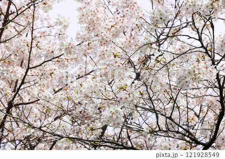 春の訪れを告げる満開の桜(壁紙素材) 121928549