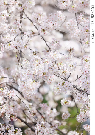 春の訪れを告げる満開の桜(壁紙素材) 121928553