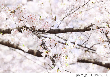 春の訪れを告げる満開の桜(壁紙素材) 121928554
