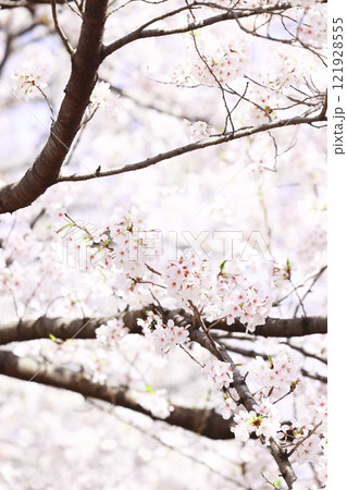 春の訪れを告げる満開の桜(壁紙素材) 121928555