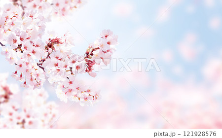 Horizontal banner with sakura flowers of pink color on blue sky backdrop. Beautiful nature spring background with a branch of blooming sakura. Sakura blossoming season in Japan Horizontal banner with sakura flowers of pink color on blue sky backdrop. Beautiful nature spring background with a branch of blooming sakura. Sakura blossoming season in Japan 121928576