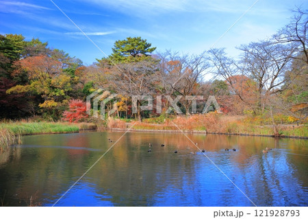 【東京都】シンメトリーな国立科学博物館附属 自然教育園の紅葉 121928793