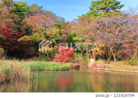 【東京都】シンメトリーな国立科学博物館附属 自然教育園の紅葉 【東京都】シンメトリーな国立科学博物館附属 自然教育園の紅葉 121928794