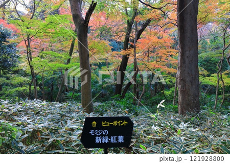 【東京都】国立科学博物館附属 自然教育園の紅葉 【東京都】国立科学博物館附属 自然教育園の紅葉 121928800