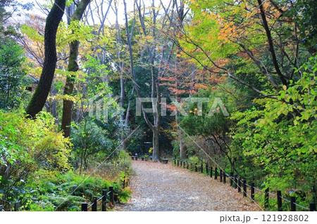 【東京都】国立科学博物館附属 自然教育園の紅葉 【東京都】国立科学博物館附属 自然教育園の紅葉 121928802