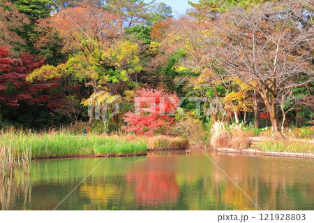 【東京都】シンメトリーな国立科学博物館附属 自然教育園の紅葉 【東京都】シンメトリーな国立科学博物館附属 自然教育園の紅葉 121928803