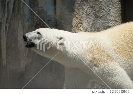 歩くホッキョクグマの横顔 歩くホッキョクグマの横顔 121928963