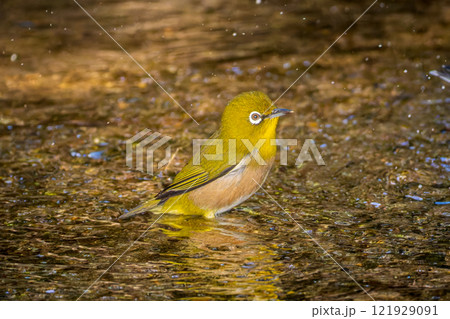 水浴びするメジロ 121929091