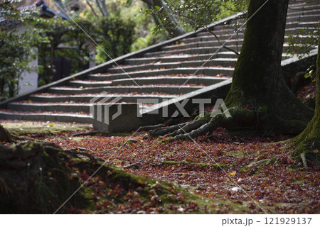 功山寺参道の落葉 功山寺参道の落葉 121929137