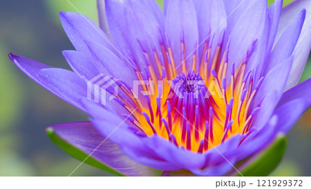 Close-up of Vibrant Water Lily - Stunning Macro Photography for Nature-Themed Decor and Botanical Studies 121929372