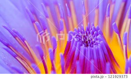 Close-up of Vibrant Water Lily - Stunning Macro Photography for Nature-Themed Decor and Botanical Studies 121929373