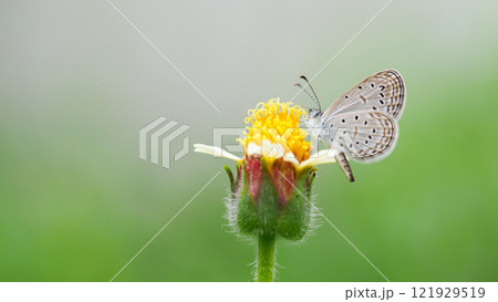 Delicate Butterfly on Green Blade of Grass for Nature and Wildlife Projects 121929519