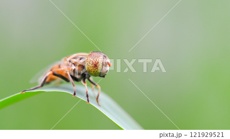 Close-Up of a Fly on a Green Leaf for Nature and Entomology Studies 121929521