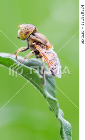 Close-Up of a Fly on a Green Leaf for Nature and Entomology Studies 121929524