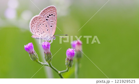 Delicate Butterfly on Green Blade of Grass for Nature and Wildlife Projects 121929525