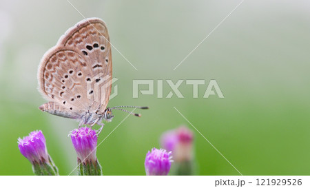 Delicate Butterfly on Green Blade of Grass for Nature and Wildlife Projects Delicate Butterfly on Green Blade of Grass for Nature and Wildlife Projects 121929526